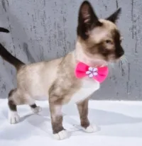 Gato raça SRD-ViraLata idade 2 a 6 meses nome CINTIA SIAMESA