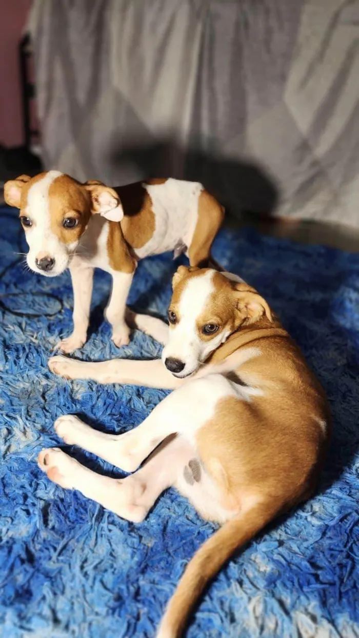 Cachorro raça SRD-ViraLata idade Abaixo de 2 meses nome Filhotes