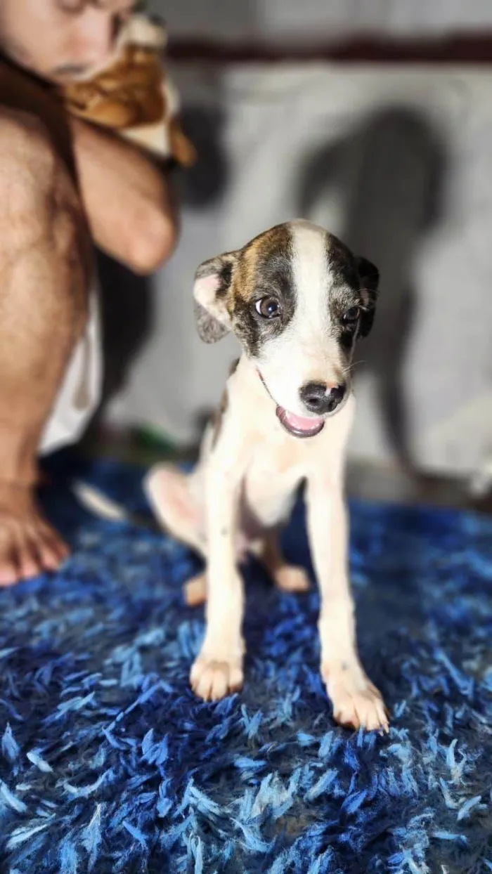 Cachorro raça SRD-ViraLata idade Abaixo de 2 meses nome Filhotes