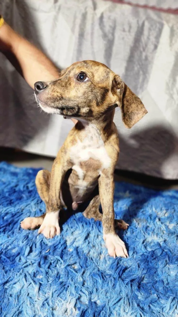 Cachorro raça SRD-ViraLata idade Abaixo de 2 meses nome Filhotes