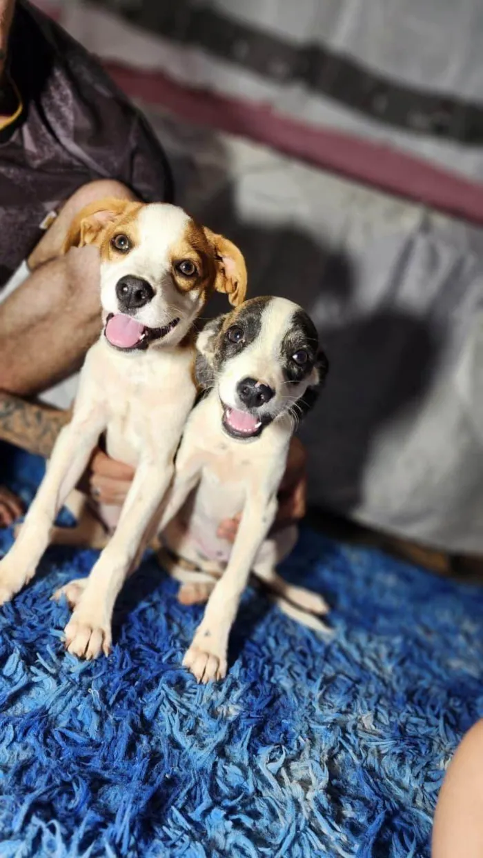 Cachorro raça SRD-ViraLata idade Abaixo de 2 meses nome Filhotes