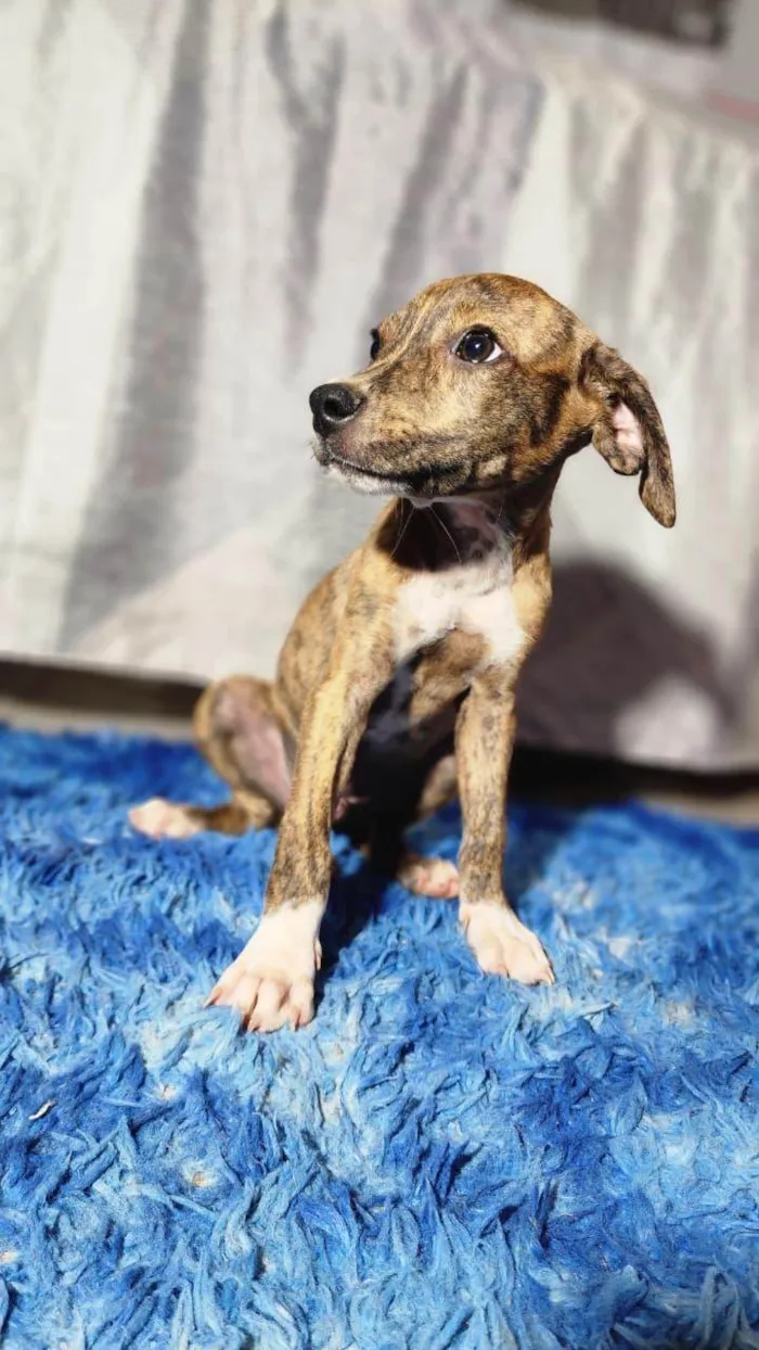 Cachorro raça SRD-ViraLata idade Abaixo de 2 meses nome Filhotes