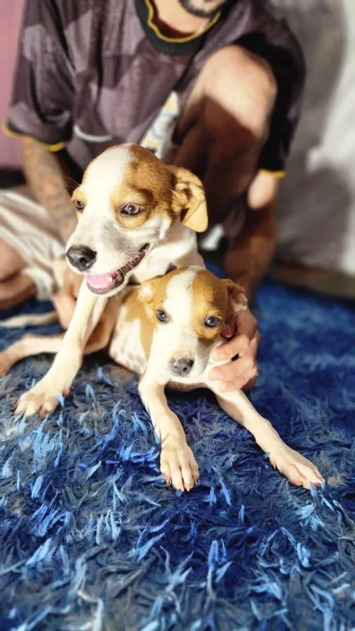 Cachorro raça SRD-ViraLata idade Abaixo de 2 meses nome Filhotes