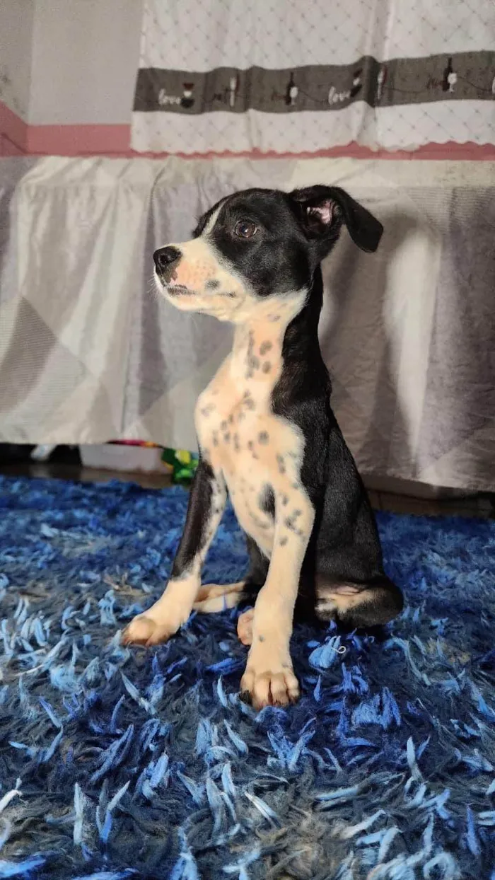 Cachorro raça SRD-ViraLata idade Abaixo de 2 meses nome Filhotes