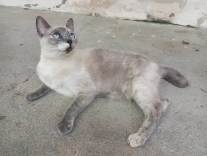 Gato raça SRD-ViraLata idade 1 ano nome Chamamos de Pequena 