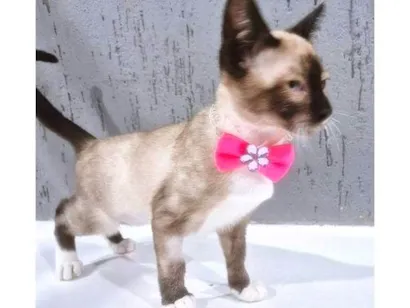 Gato raça SRD-ViraLata idade 2 a 6 meses nome CINTIA SIAMESA