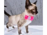 Gato raça SRD-ViraLata idade 2 a 6 meses nome CINTIA SIAMESA