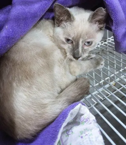 Gato raça SRD-ViraLata idade 2 a 6 meses nome GABI MIX