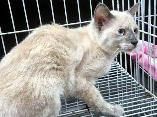 Gato raça SRD-ViraLata idade 2 a 6 meses nome GABI MIX