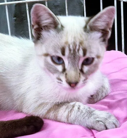 Gato raça SRD-ViraLata idade 2 a 6 meses nome HELENO MIX