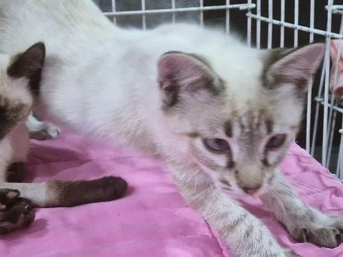 Gato raça SRD-ViraLata idade 2 a 6 meses nome HELENO MIX