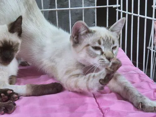 Gato raça SRD-ViraLata idade 2 a 6 meses nome HELENO MIX