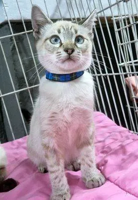 Gato raça SRD-ViraLata idade 2 a 6 meses nome HELENO MIX