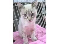 Gato raça SRD-ViraLata idade 2 a 6 meses nome HELENO MIX