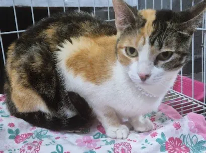 Gato raça SRD-ViraLata idade 2 a 6 meses nome TALITA TRICOLOR