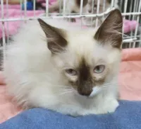 Gato raça SRD-ViraLata idade 2 a 6 meses nome TEOZINHNO MIX