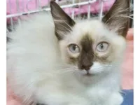 Gato raça SRD-ViraLata idade 2 a 6 meses nome TEOZINHNO MIX