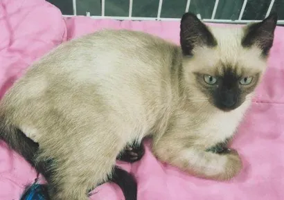 Gato raça SRD-ViraLata idade 2 a 6 meses nome VITO SIAMÊS