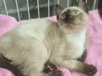 Gato raça SRD-ViraLata idade 2 a 6 meses nome VITO SIAMÊS