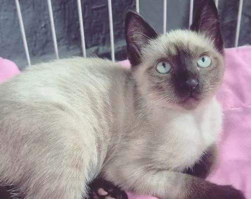 Gato raça SRD-ViraLata idade 2 a 6 meses nome VITO SIAMÊS