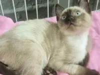 Gato raça SRD-ViraLata idade 2 a 6 meses nome VITO SIAMÊS