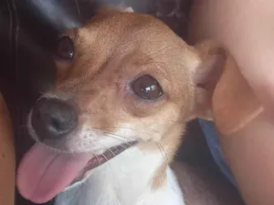 Cachorro raça Pinscher idade 2 anos nome ALEDIANE MANGIN
