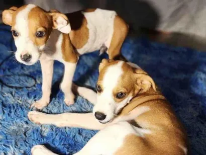 Cachorro raça SRD-ViraLata idade Abaixo de 2 meses nome Filhotes