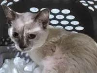 Gato raça SRD-ViraLata idade 2 a 6 meses nome GABI MIX