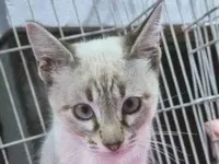 Gato raça SRD-ViraLata idade 2 a 6 meses nome HELENO MIX