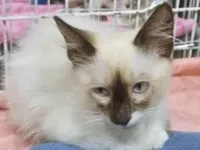 Gato raça SRD-ViraLata idade 2 a 6 meses nome TEOZINHNO MIX