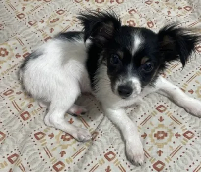 Cachorro raça Pinscher idade 2 a 6 meses nome Pitoco