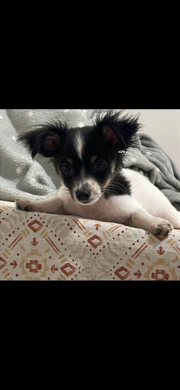 Cachorro raça Pinscher idade 2 a 6 meses nome Pitoco