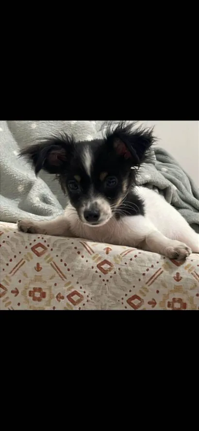 Cachorro raça Pinscher idade 2 a 6 meses nome Pitoco