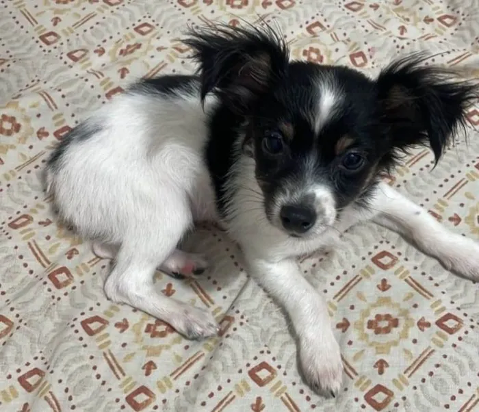 Cachorro raça Pinscher idade 2 a 6 meses nome Pitoco