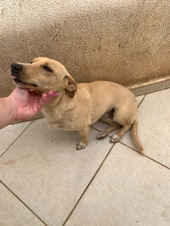 Cachorro raça SRD-ViraLata idade 2 anos nome Casal de caramelo (irmãos)