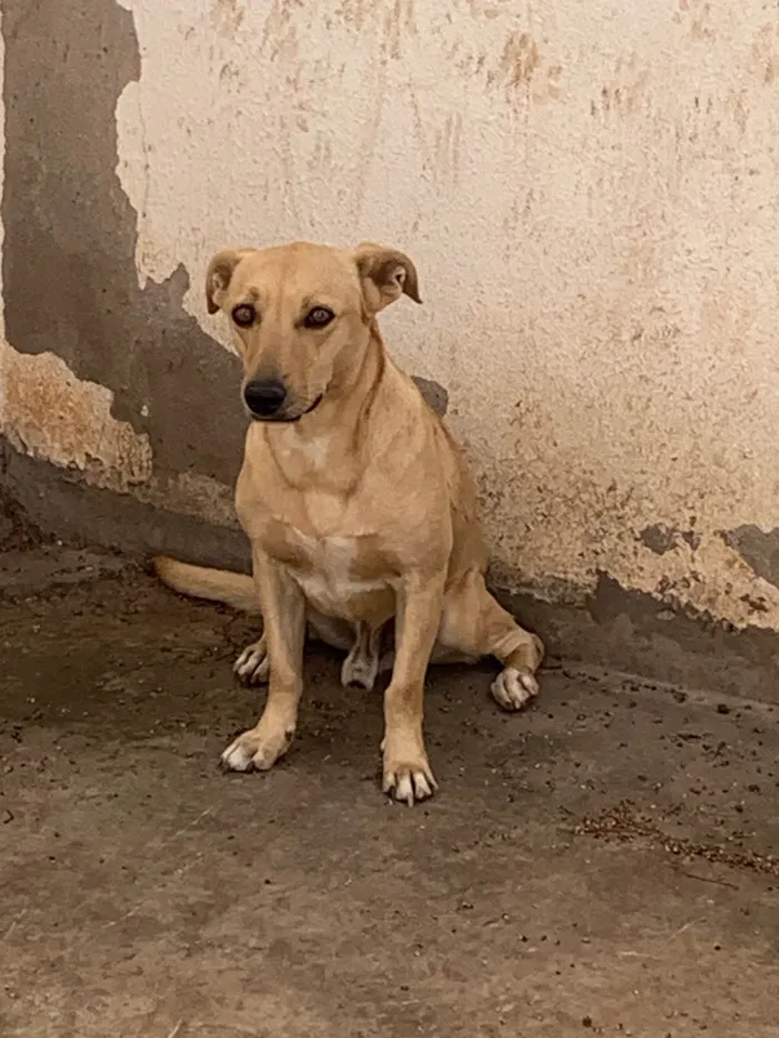 Cachorro raça SRD-ViraLata idade 2 anos nome Casal de caramelo (irmãos)