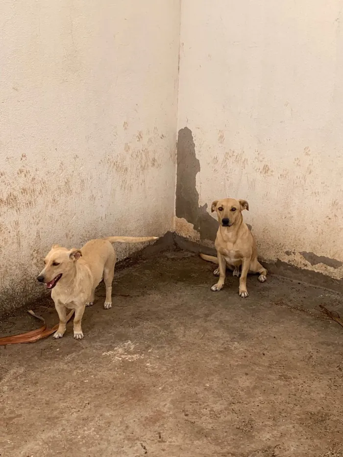 Casal de caramelo (irmãos)