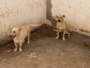 Cachorro raça SRD-ViraLata idade 2 anos nome Casal de caramelo (irmãos)