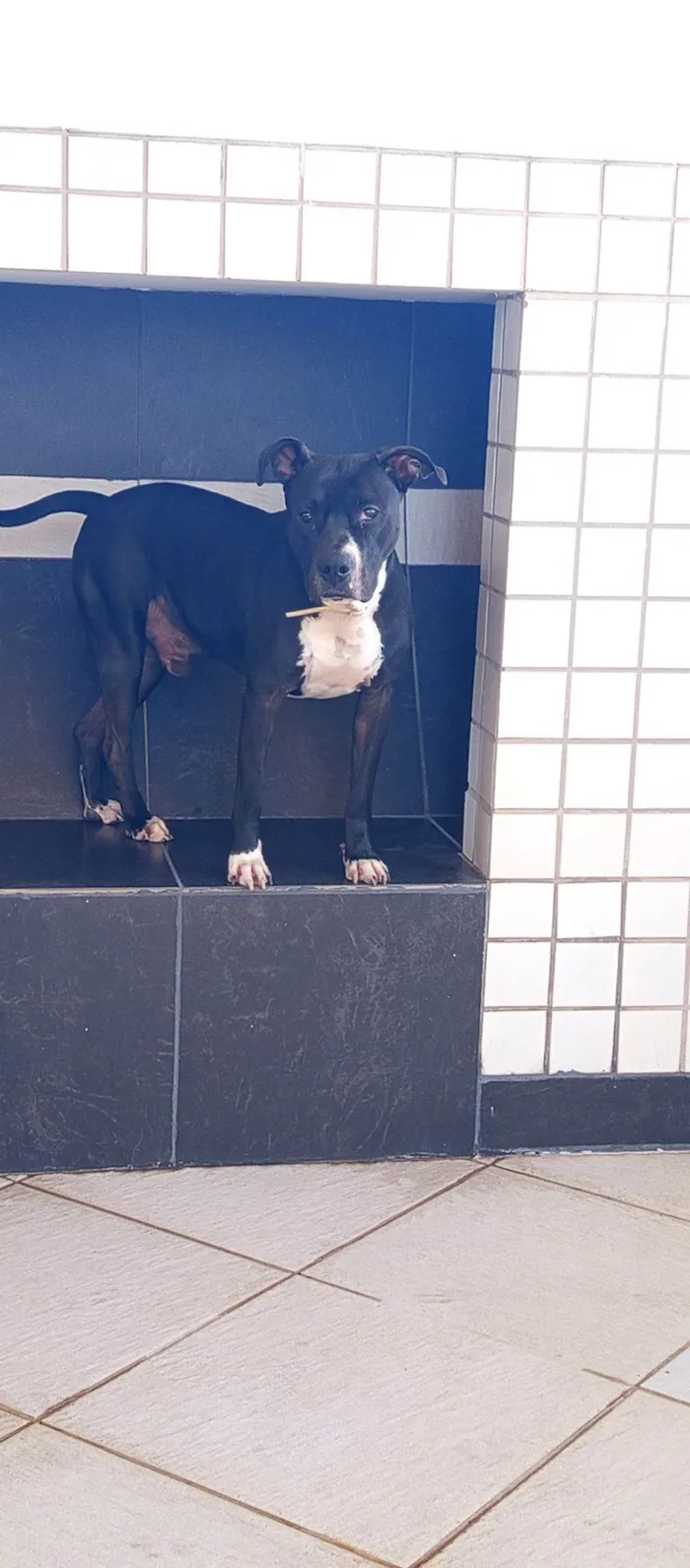 Cachorro raça Pit-Bull idade 2 anos nome Frederico 