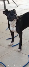 Cachorro raça Pit-Bull idade 2 anos nome Frederico 