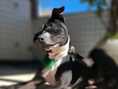 Cachorro raça Pit-Bull idade 2 anos nome Frederico 