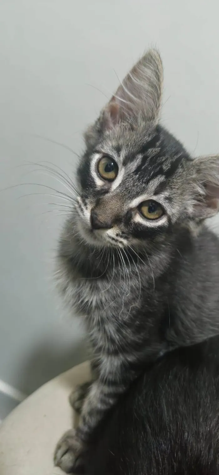 Gato raça SRD-ViraLata idade 2 a 6 meses nome Gatinho tigrado