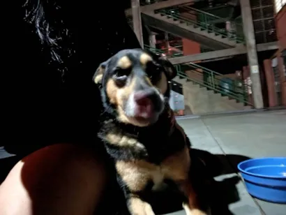 Cachorro raça SRD-ViraLata idade 6 ou mais anos nome Menino