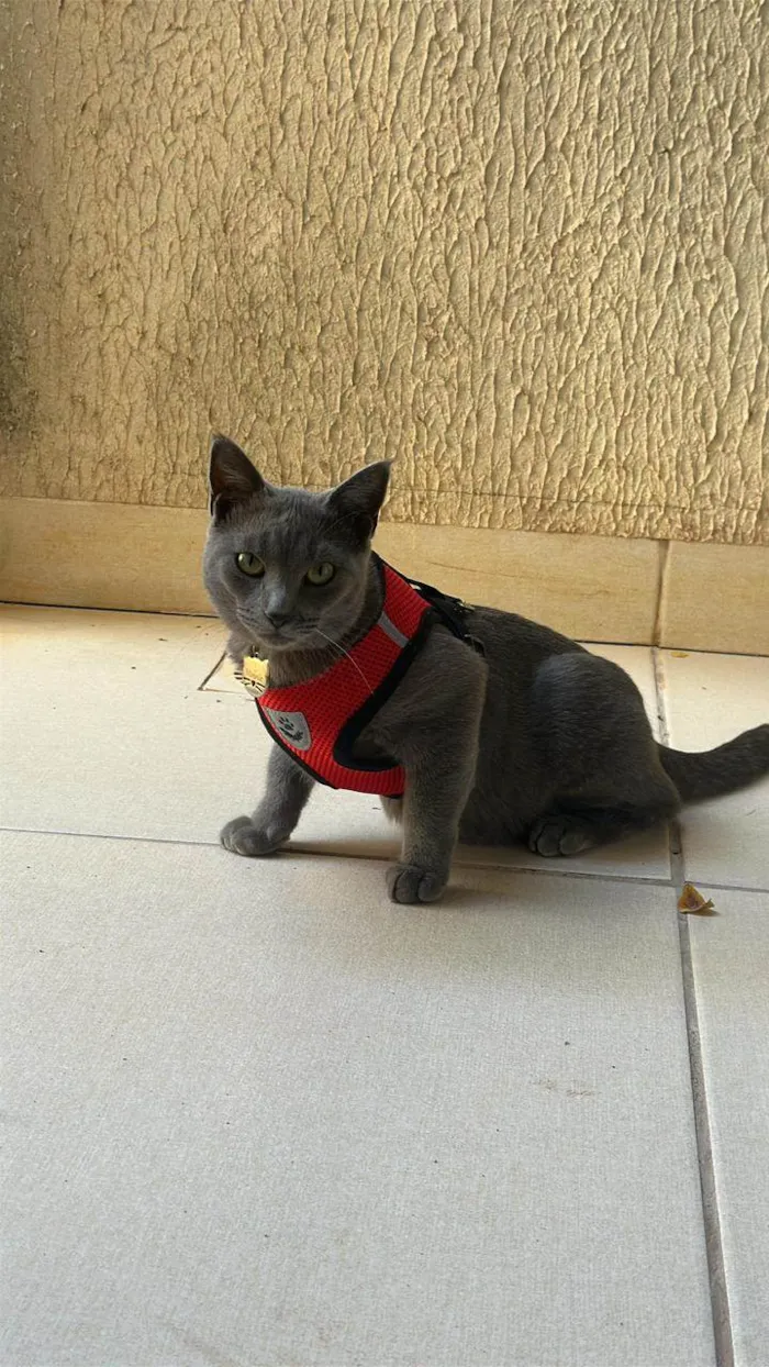 Gato raça SRD-ViraLata idade 1 ano nome Minnie