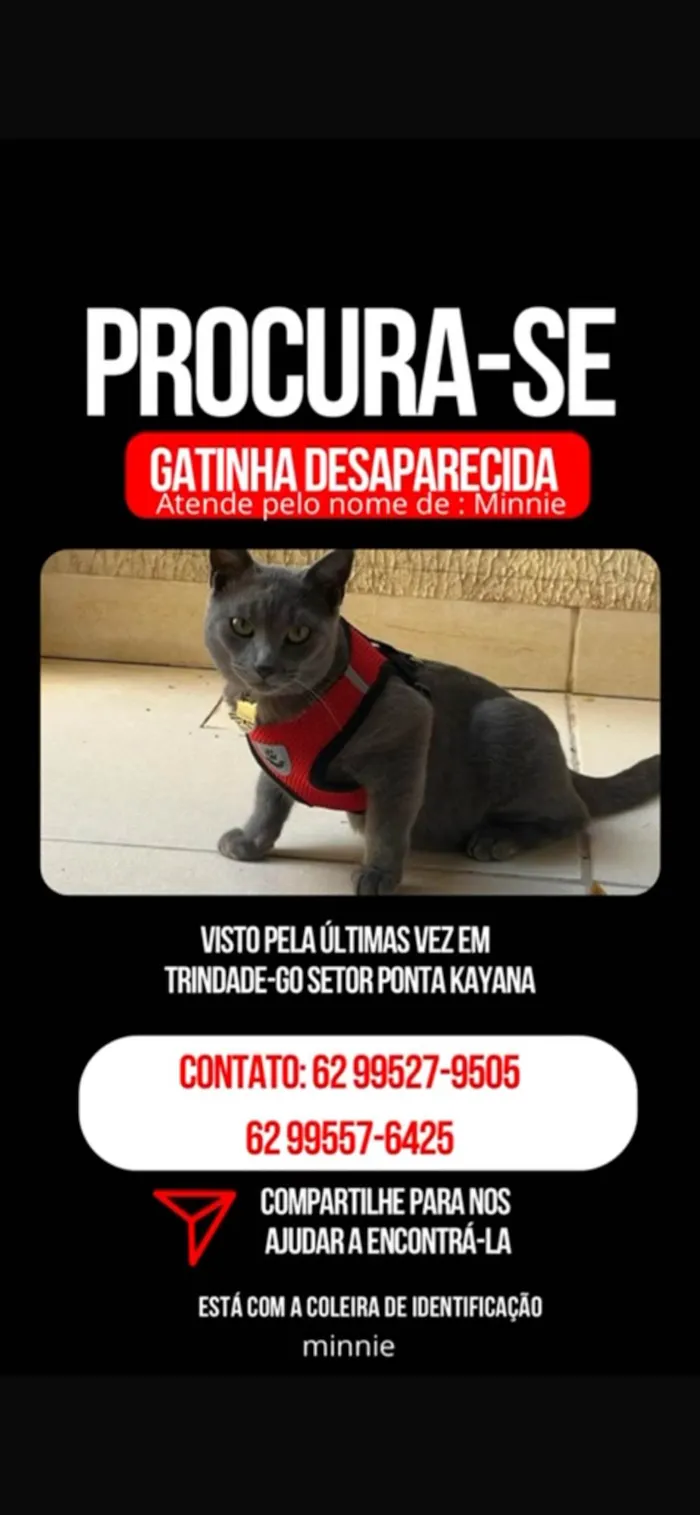 Gato raça SRD-ViraLata idade 1 ano nome Minnie
