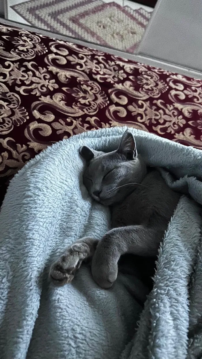 Gato raça SRD-ViraLata idade 1 ano nome Minnie