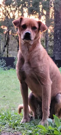 Cachorro raça SRD-ViraLata idade 4 anos nome Cadela muito dócil 