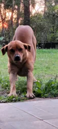 Cachorro raça SRD-ViraLata idade 4 anos nome Cadela muito dócil 