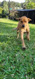 Cachorro raça SRD-ViraLata idade 4 anos nome Cadela muito dócil 