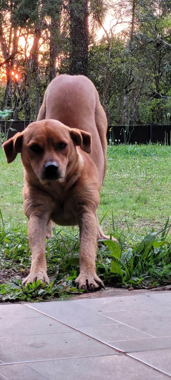 Cachorro raça SRD-ViraLata idade 5 anos nome Cadela dócil 